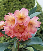 Rhododendron 'Medusa'