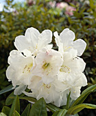 Rhododendron 'Mrs. A.T. de la Mare'