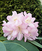 Rhod. 'Mrs W.C. Slocock' Rhododendron