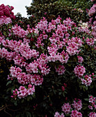 Rhododendron 'Pink Pearl' (Alpenrose)
