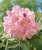 Rhododendron 'Pink Twins'