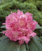 Rhododendron 'Pink Cameo'