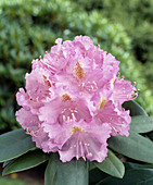 Rhododendron 'Purple Grandiflorum'