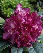 Rhododendron 'Purple Lace'