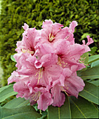 Rhododendron 'ruby Bowman'