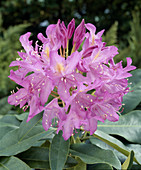 Rhododendron ponticum