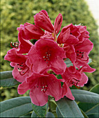 Rhododendron 'Spitfire'