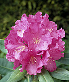 Rhododendron 'Spring Parade'