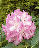 Rhododendron 'Sweet Sixteen'
