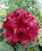 Rhododendron 'Trilby'