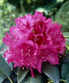 Rhododendron 'Tony'