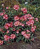 Rhododendron 'Whitney's Orange'