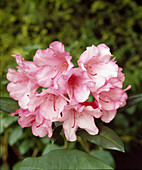 Rhododendron Yakushimanum X 'Corana'