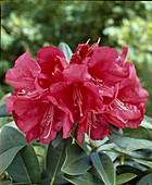 Rhododendron yakushimanum x 'Himacids'