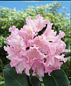 Rhododendron yakushimanum x 'Purple Lace'