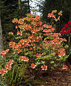 Azalea mollis