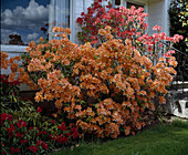 Azalea hybrid