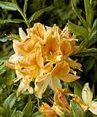 Azalea 'Golden Flame'