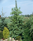 Von Lks.: Picea omorika, Thuja, Pinus strobus
