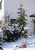 Taxus baccata