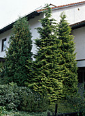 Chamaecyparis (mock cypress)