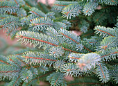 Picea pungens 'Glauca'