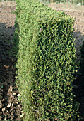 Juniperus Virginia 'helle' - Hecke