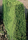 Juniperus communis 'Hibernica' - hedge