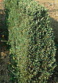 Juniperus virginiana 'Blue Heaven'
