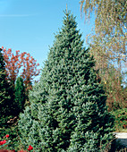 'Nana' Picea Omorika