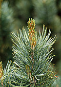 Pinus mugo syn. Montana