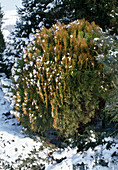 Thuja orientalis