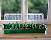 Sowing sunflowers in peat pots