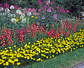 Tagetes patula 'Yellow Jacket', Penstemon hartwegii, Cleome spinosa