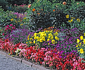 Dahlia variabilis, Begonia semperflorens 'Organdy', Verbena rigida