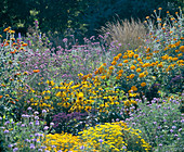 Verbena, TAGETES, HELIOTROPIUM