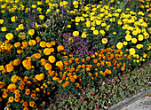 Tagetes erecta 'Perfection Orange', Tagetes