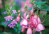 Fuchsia 'Pink Beacon', Scaevola Aemula 'Blue Wonder'