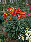 Antirrhinum majus