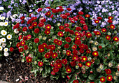 Bellis perennis 'Red'