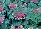 Brassica oleracea