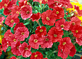 Petunia milliflora