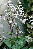 Flower of Plectranthus