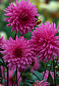 Dahlia 'Elga'