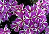 Verbena 'Temari Violet Star'