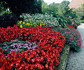 Begonia Semperflorens