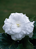 Tuberous begonia 'Nonstop White'