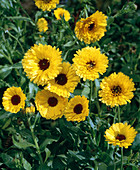 Calendula 'Golden Black Princess'