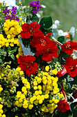 Calceolaria integrifolia