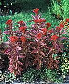 Celosia argentea var. plumosa 'Red Kewpie'